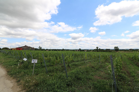 Domaine Saint Laurent de Saurs - photo 2