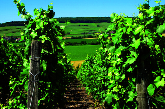 BODEGAS IGLESIAS - photo 1