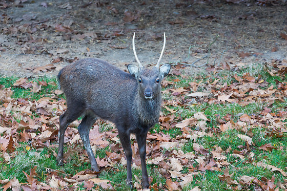 Domaine de la Dombes - photo 13