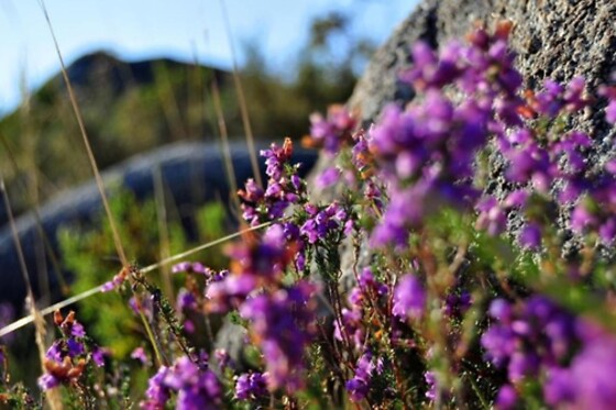 HOTEL CASTRUM VILLAE 3* - photo 15