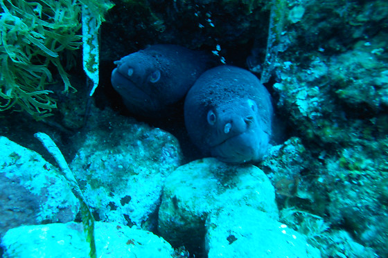 SCUBA ELX - photo 4