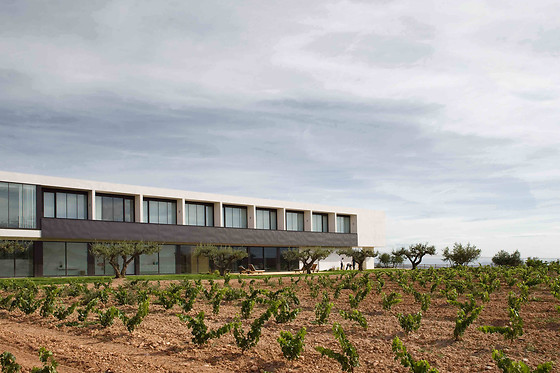 HOTEL BODEGA FINCA DE LOS ARANDINOS - photo 9