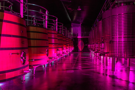 BODEGAS REGINA VIARUM - photo 6