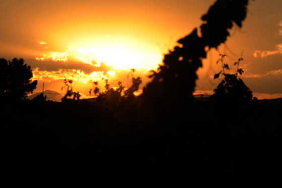 BODEGAS Y VIÑEDOS BARON D'ALBA - photo 1