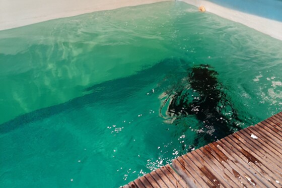 Diving Force - photo 1