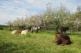 Espace Equestre du Pays de Retz