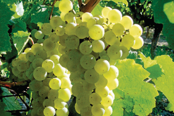 BODEGAS SOMMOS - photo 3