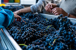 BODEGAS PALACIO DE LERMA